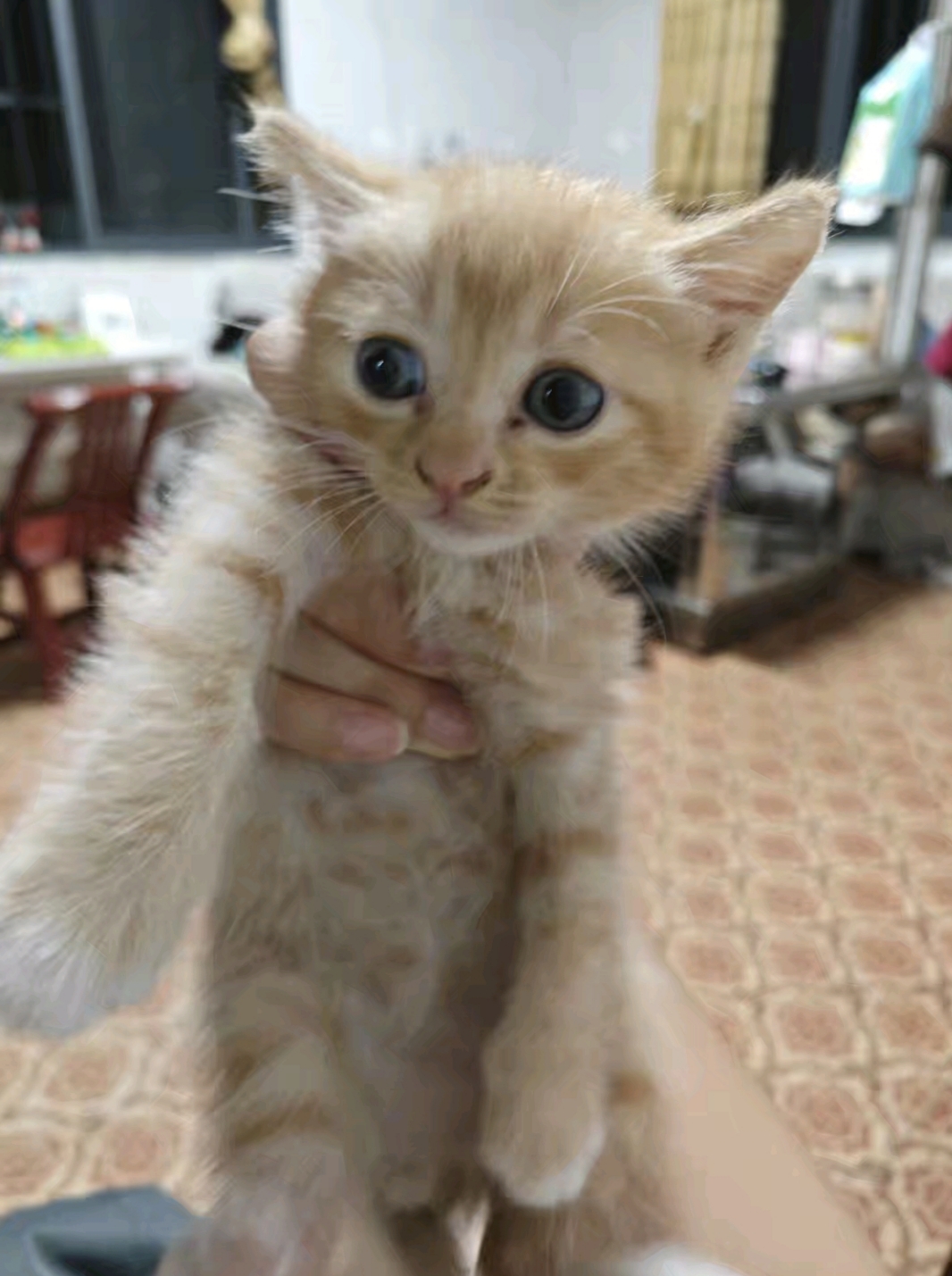 你的小猫布丁